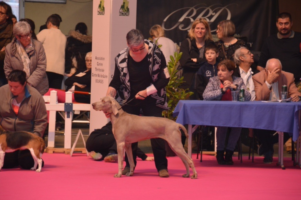 Exposition Nationale Bourges 17 février 2018 Spéciale de Race 