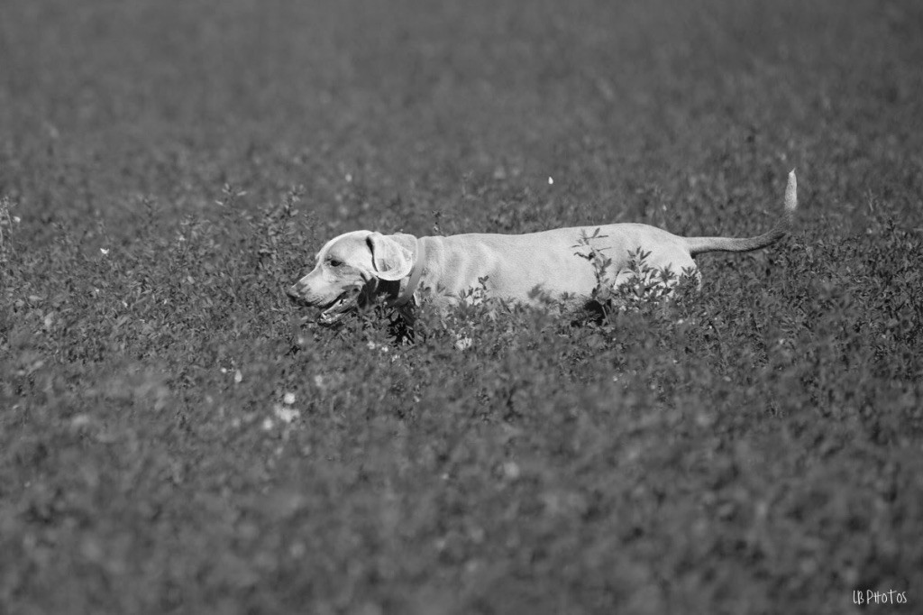 Des Joly Fallen Gris Ambré - TAN